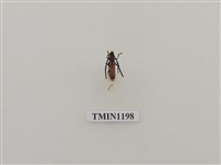 藏品(細樟紅天牛)的圖片